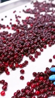 Fabrikada böğürtlen seçimi. Böğürtlenlerin kalitesini yakından kontrol eden işçiler. Dikey video