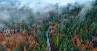 Yeşil ve kuru portakal ağaçlarıyla engin çam ağaçlarının üzerinde uçuyorlar. İnce duman ormana yayılıyor. Asfalt yol doğa manzarasını geçer. Üst görünüm.