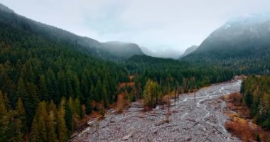 Çam ağaçları arasında çıplak taşla kaplı bir bölge. Kudretli dağlar arka planda sisle kaplı. Washington State, ABD 'deki Rainier Dağı Ulusal Parkı' nın manzarası. Üst görünüm.