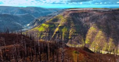 Dağların tepelerini kaplayan yanmış ağaç gövdeleri. İnsansız hava aracı görüntülerinden Oregon State, ABD Rocky manzarası.