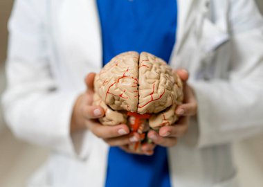 Araştırmacı bir laboratuvar ortamında insan beyni modelini inceliyor. Bir araştırmacı, insan beyninin detaylı bir modelini bir laboratuvarda nöroanatomiyi gösteriyor.