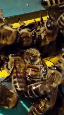 Arı kovanına giren arılardan kaçıyorlar. Mavi kovandaki bal arısı kovanını yağmalamaktan koruyan bal arıları. Dikey video