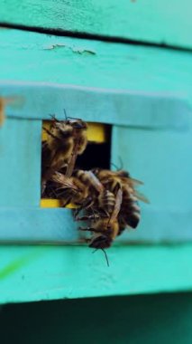 Arılar eski arı kovanının girişinde. Arı kovanının girişinde uçan arı kolonisi. Dikey video