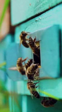 Arı kovanının girişine odaklan. Arılar bal akışından sonra arı kovanına geri dönerler. Dikey video