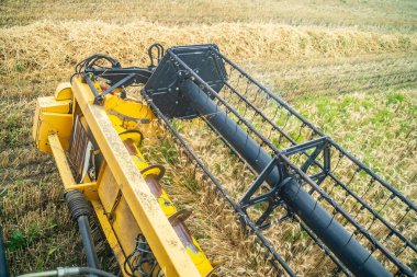 Altın bir tarlada başlık ekiyle buğday hasat etmek. Bir hasatçı büyük bir altın buğday tarlasında çalışır.