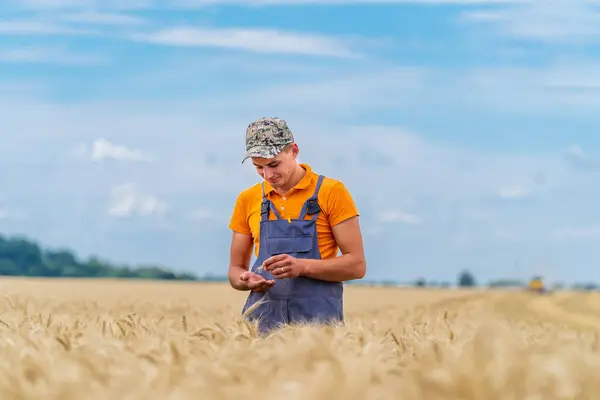 stock image Farmer examining wheat crop in golden field during sunny day. A young farmer checks wheat grain in a vast golden field under a clear blue sky on a sunny day