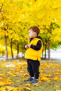 Güneşli bir günde sonbahar yapraklarının tadını çıkaran küçük bir çocuk. Parlak sarı yelekli bir çocuk parktaki canlı sonbahar yapraklarının arasında duruyor..
