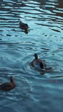 Mallard ördekleri göletin yüzeyinden hızlı hareket eder. Vahşi ördekler onlara atılan ekmek parçalarını yakalıyor. Dikey video.