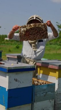 Arı çiftçisi arı kovanından bal çerçevesini çıkarıyor. Apiculturist arı yavrularıyla kaplı bal peteklerini alır. Doğa arkaplanı. Dikey video