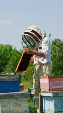 Siyah balmumu çerçevesi erkek bir apikütürcünün ellerinde. Arı çiftçisinin etrafında toplanan rahatsız arılar. Doğa arkaplanı. Dikey video