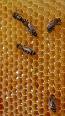 Çalışkan arılar bal dolu balmumu hücrelerin üzerinde sürünüyorlar. Hafif bal peteklerinin üzerinde çalışan böcekler. Kapatın. Dikey video