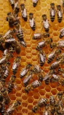 Bal peteklerinin yüzeyini kaplayan çok sayıda çalışan arı. Bal böcekleri bal depolamak için balmumu hücreleri oluşturuyor. Dikey video