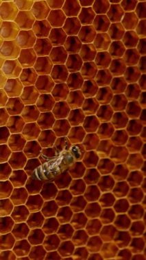 Bazı işçi arılar boş balmumu hücrelerinde sürünüyorlar. Bal peteği üreten çalışkan böcekler. Kapatın. Dikey video