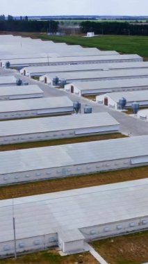 Çağdaş çiftlik yeşil doğayla çevrili. Çiftlik hayvanları için beyaz tarım binaları. Çayırdaki beyaz çiftlik evlerinin üzerinden yavaş bir uçuş. Dikey video