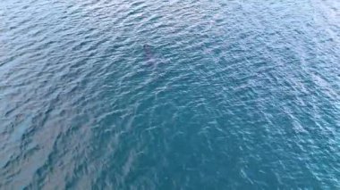 Yunus yüzeye yükseliyor ve tekrar suyun derinliklerine dalıyor. Deniz yaşamı, doğal çeşitlilik, deniz memelileri. Üst görünüm.