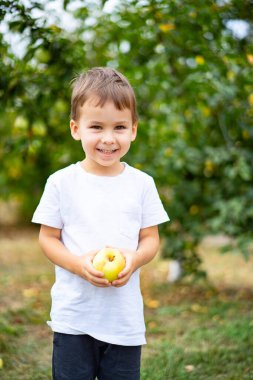Sonbahar boyunca bir meyve bahçesinde taze elma tutan genç bir çocuk. Neşeli genç bir çocuk meyve bahçesinde duruyor, gülümsüyor ve taze koparılmış bir elmayı tutuyor.