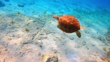 Turkuaz suda yüzen küçük bir kaplumbağayı takip ediyorum. Denizin ya da okyanusun vahşi yaşamı.