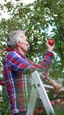 Elma bahçesindeki merdivenin üzerinde duran olgun gri saçlı adam. Çiftçi olgun lezzetli meyveleri topluyor. Dikey video