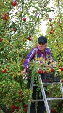 Yaşlı çiftçi merdivenin üzerinde duruyor, üstünde bir kutu elmayla. Bahçesinde meyve hasadı toplamakla meşgul bir adam. Dikey video