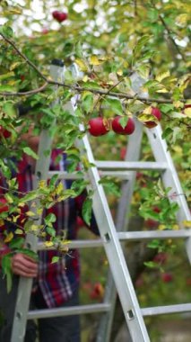 Yaşlı adam elma ağacının yanına yerleştirilmiş bir merdivene tırmanıyor. Çiftçi taze yeni hasat elmalarını toplamaya hazırlanıyor. Dikey video