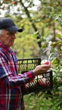 Genç bir elma ağacından elma topluyorum. Yaşlı çiftçi ona dikkatlice bakarak meyveleri toplar ve sonra onları kutuya koyar. Dikey video