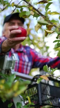 Elma hasadı sonbahar sezonunun başlarında toplanıyor. Merdivendeki yaşlı çiftçi bir kutuya kırmızı meyve topluyor. Dikey video