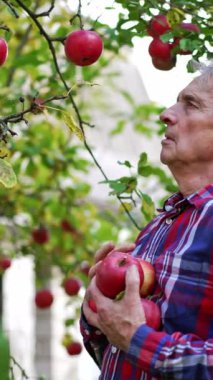 Dedem elinde tutarak olgun kırmızı elmaları ağaçtan topluyor. Evin yakınındaki bahçede meyve topluyorum. Dikey video