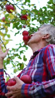 Kareli gömlekli gri saçlı adam ağaçtan kırmızı elma topluyor. Bahçede meyve toplama mevsimi geldi. Arkaplan bulanık. Dikey video