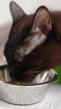 Metal kasesinden yemek yiyen kısa saçlı evcil kedi. Kedi hayvan parçaları aktif olarak çiğniyor. Kapatın. Dikey video