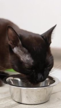 Parlak siyah kısa saçlı kedi yemek yiyor. Güzel bir evcil hayvan metal bir kaseden yemek yiyor. Kapatın. Dikey video