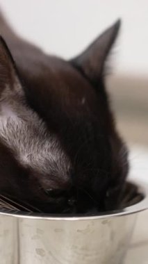 Sarı gözlü evcil kedi yemeğini yiyor. Beyaz bıyıklı siyah kedi metal kaseyi yalıyor. Kapatın. Dikey video