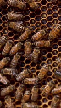 Bal peteklerinde çalışan sayısız çizgili arı var. Böcekler taze bal dolu hücrelerin yanından geçerler. Kapat..
