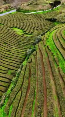 Sarp kayalıklar üzerindeki Azores çay tarlaları. Dron görüntüleri dağlardaki fevkalade çay tarlalarının üzerinde. Dikey video.