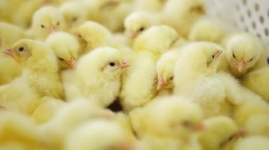 Bir grup sevimli sarı piliç kaotik bir şekilde hareket ediyor. Kutudaki güzel küçük evcil kuşlar. Kapat..