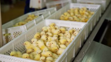 Sevimli küçük piliçlerle dolu birkaç plastik kutu. Çiftlikteki ya da fabrikadaki güzel kümes hayvanları.