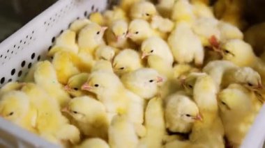 Plastik kutuda kıvrılan tüylü sarı piliçler. Kapatın. Kümes hayvanları endüstrisi için fabrika.