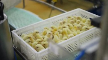 Sarı hatunlarla dolu beyaz plastik kutu konveyör hattında ilerliyor. Fabrikadaki küçük sevimli kümes hayvanları..