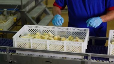 Sarı hatunları inceleyen erkek işçi konveyör hattındaki plastik kutuları dolduruyor. Kümes hayvanları endüstrisi.