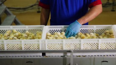 Kümes hayvanları fabrikasında çalışan bir işçi, civcivleri plastik kutulara koyar. Fabrikadaki evcil kuşları inceliyorum..