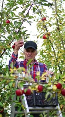 Kareli gömlekli ve siyah şapkalı yaşlı adam elma ağaçları arasındaki merdivende duruyor. Çiftçi ağaçlardan olgun kırmızı elmaları topluyor. Dikey video