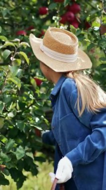 Hasır şapkalı ve eldivenli gülümseyen genç kadın ağaçtan elma topluyor. Bayan daldan meyve alır ve küçük bir sepete koyar. Dikey video