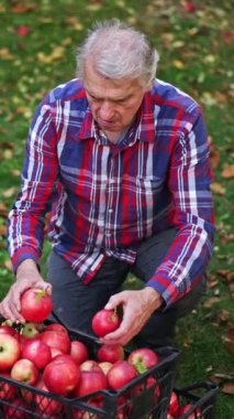 Yaşlı gri saçlı adam toplanan elmalarla kutuların yanına çömeldi. Çiftçi zarar görmek için meyveleri karıştırıyor ve kötü olanları ayırıyor. Yukarıdan bak. Dikey video
