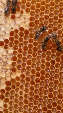 Bazı arılar bal dolu bal peteklerinin yanından sürünürler. Bal çerçevelerinde sağlıklı organik ürün var. Kapatın. Dikey video