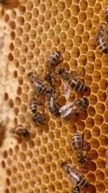 Balmumu taraklı bir çerçeve ve onların yanından geçen arılar. Çerçevenin yarısı mühürlü. Bal çıkarma için çerçeve hazır. Kapatın. Dikey video