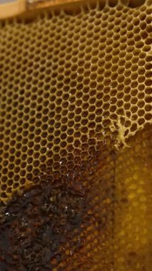 Erkek eller bal dolu bir çerçeveyi tutuyor. Apiarist, bal peteklerinin örtülerini kesiyor. Bal alımı için hazırlanıyorum. Dikey video