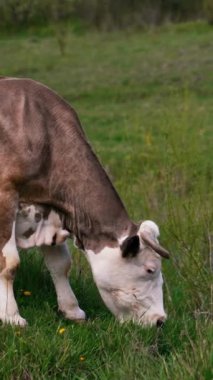 Yeşil çayırda ot yiyen süt ineği. Kahverengi inek otlakta taze ot otluyor. Baharda tarlada süt ineği. Dikey video