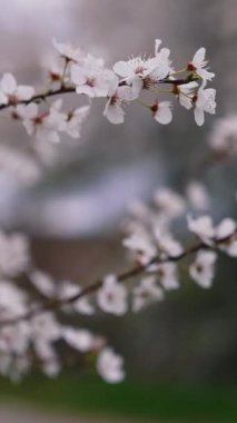 Çiçekli dallar. Bulanık arka planda rüzgarda sallanan güzel beyaz kiraz çiçekleri. Yakın plan. Dikey video