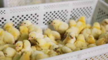 Plastik kutuda toplanan sevimli tüylü sarı piliçler. Kümes hayvanları şirketi. Tavuklar fabrikada yetişir. Kapat..