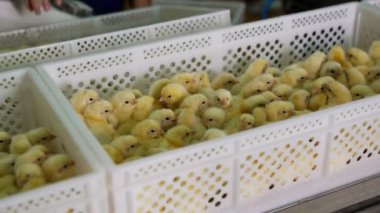 Sevimli sarı piliçlerle dolu beyaz plastik kutular konveyör hattında hareket ediyor. Tanınmayan kişi arka planda kümes hayvanları ile dolduruyor..