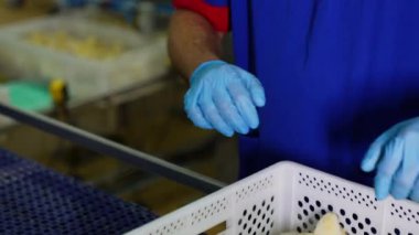 Mavi lateks eldiven giyen erkek eller fabrikadaki kümes hayvanlarını kontrol ediyor. İşçi civcivleri kutunun yanına yayar.